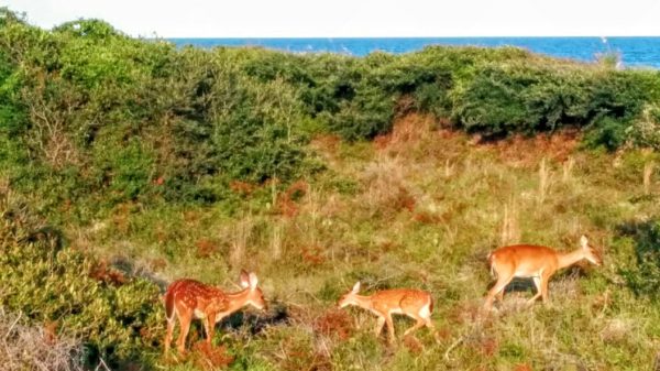 A family of deer playing in the dunes of Kiawah Island, a serene wildlife spectacle.
