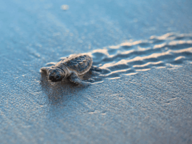baby loggerhead turtle