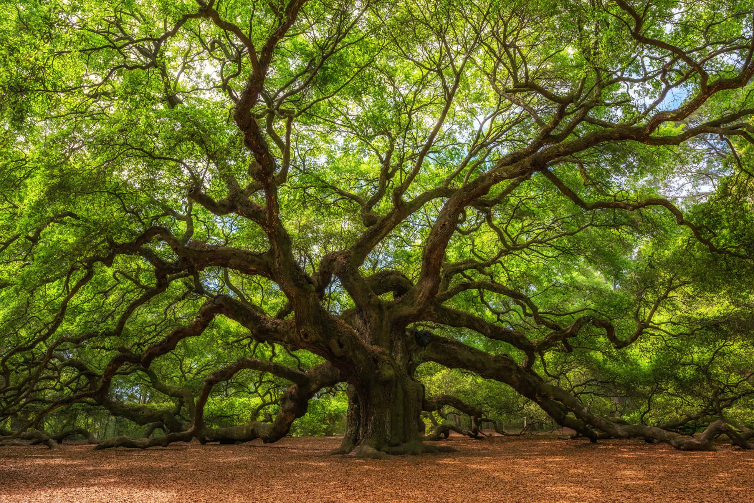 How Old is the Angel Oak Tree 