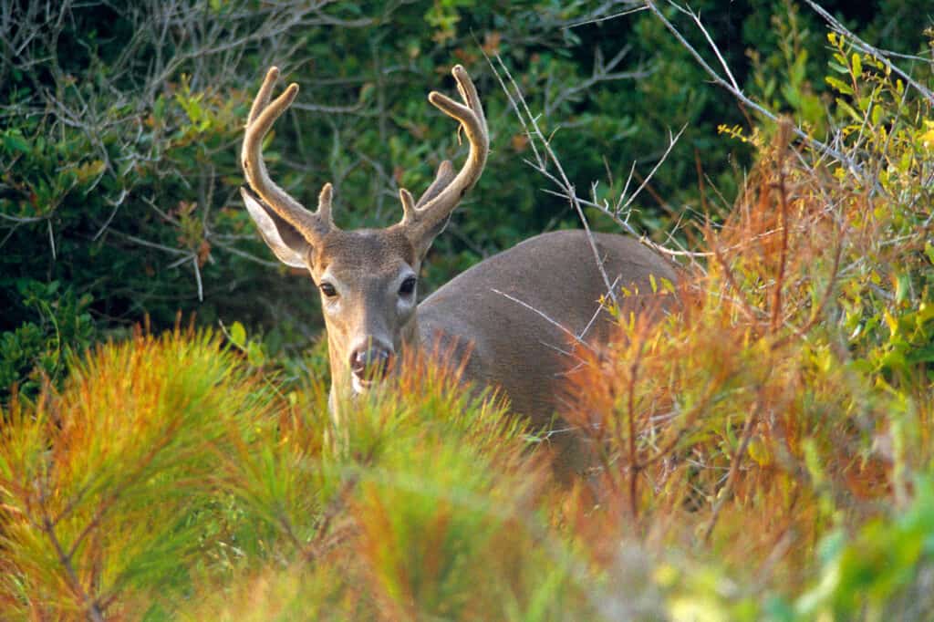 deer with antlers behind colorful beach grass