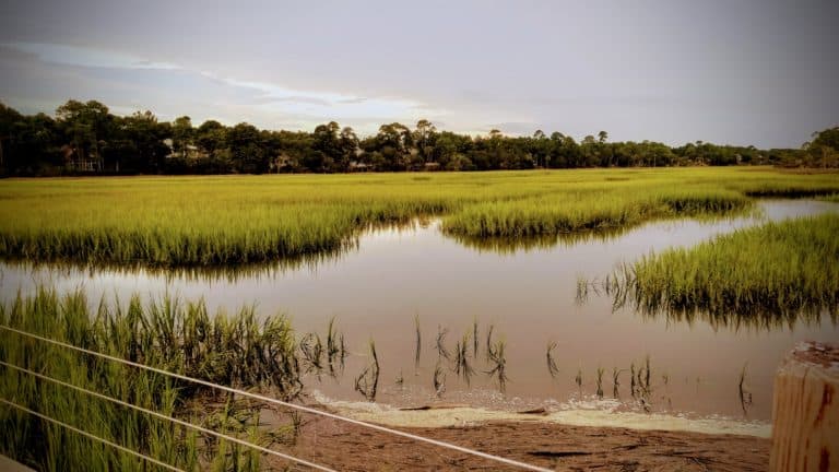A serene marshland path on Kiawah Island, inviting nature lovers for a scenic biking experience.