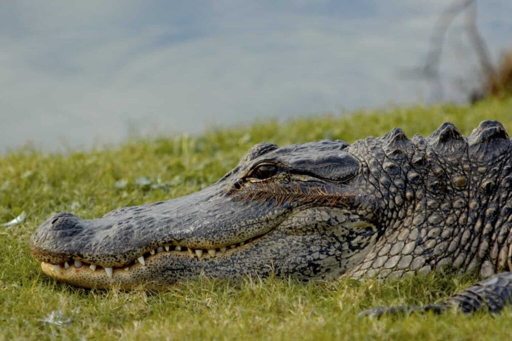 Close-up view of an alligator at Kiawah Island, exemplifying the island's diverse and accessible wildlife.