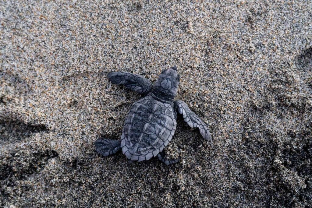A baby loggerhead turtle making its way across the sandy beach of Kiawah Island, symbolizing new life and conservation efforts.
