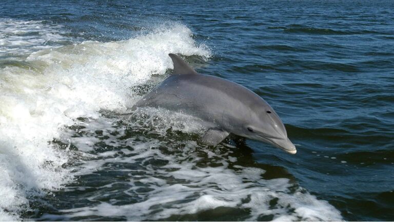 A bottlenose dolphin leaping out of the water near Kiawah Island.