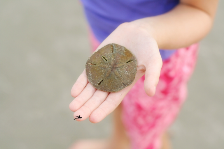 A child's hand holding a sand dollar found on Kiawah Island's beach, a treasure of the local marine ecosystem.