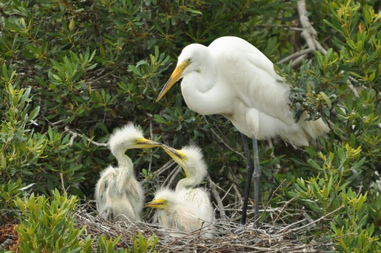 An adult egret and its chicks in a nesting ground at Kiawah Island, a prime location for birdwatching.